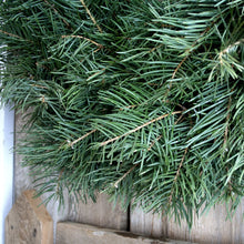Load image into Gallery viewer, 24 Inch Concolor Fir Fresh Christmas Wreath