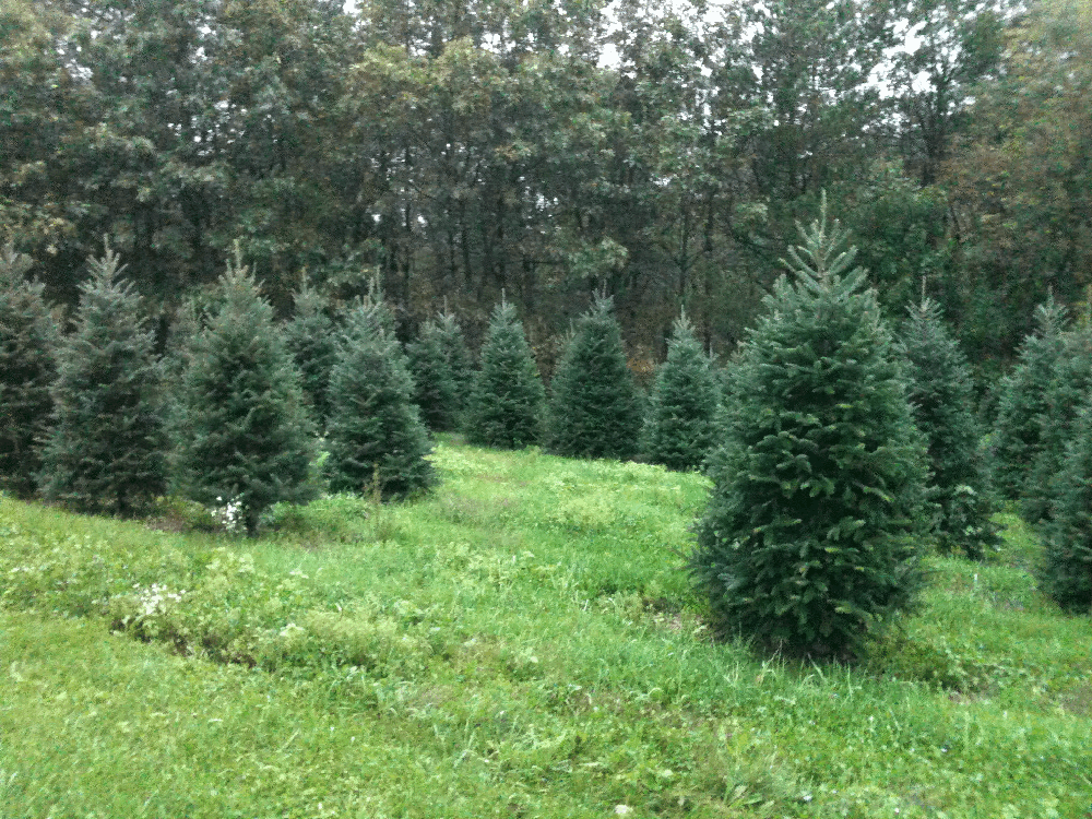 56 ft Fresh Cut Fraser Fir Christmas Tree snowgreens
