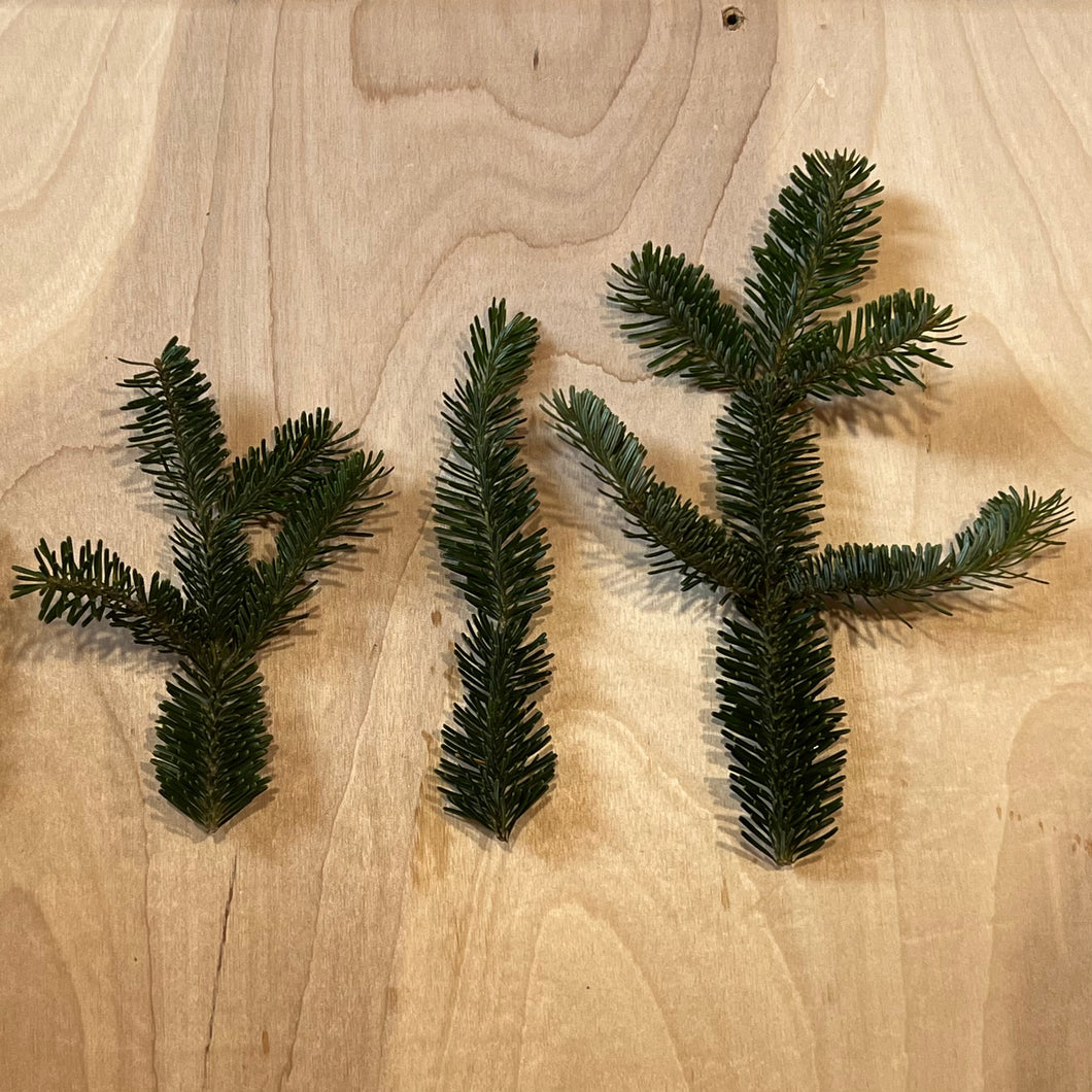 Box of Frasier Fir Greens: Tips or Branches