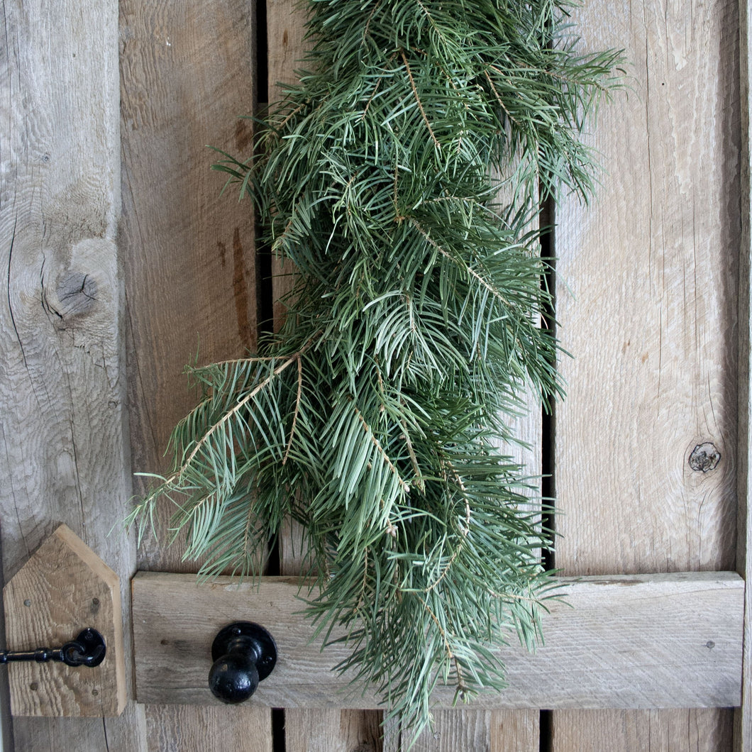 Fresh Concolor Fir Garland (24 in to 18 ft)